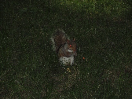 Ein Eichhörnchen beim Knacken einer Erdnuss
