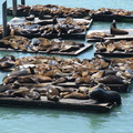 Pier 39, Sea Lions