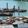 Pier 39, Sea Lions