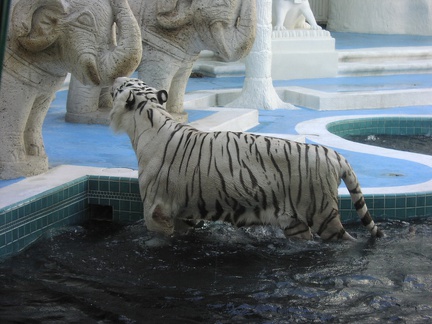 Mirage, weißer Tiger