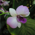 Mirage, Innenanlage, Orchidee