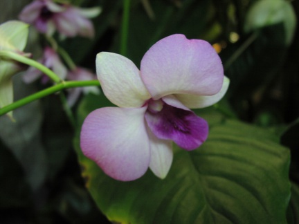 Mirage, Innenanlage, Orchidee