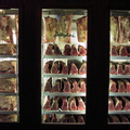 "Steakausstellung" im NYNY nichts für Vegetarier ;-)