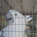 Gilcrease Bird Sanctuary