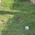 IMG_1095.jpeg
