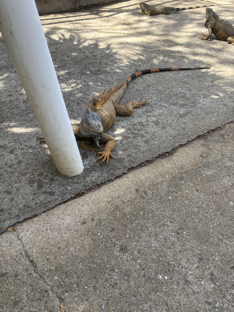 IMG_1429.jpeg