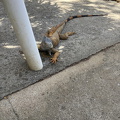 IMG 1429