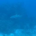 IMG 1524