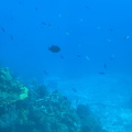 IMG 1520