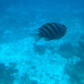 IMG 1526