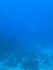 IMG 1535