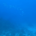 IMG 1535