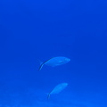 IMG 1580