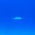 IMG 1582