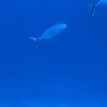IMG 1581