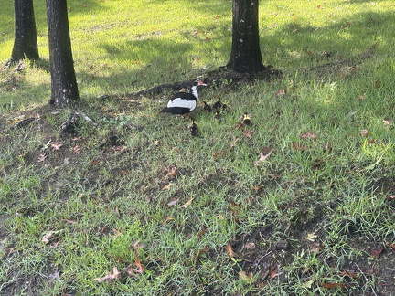 IMG 1742