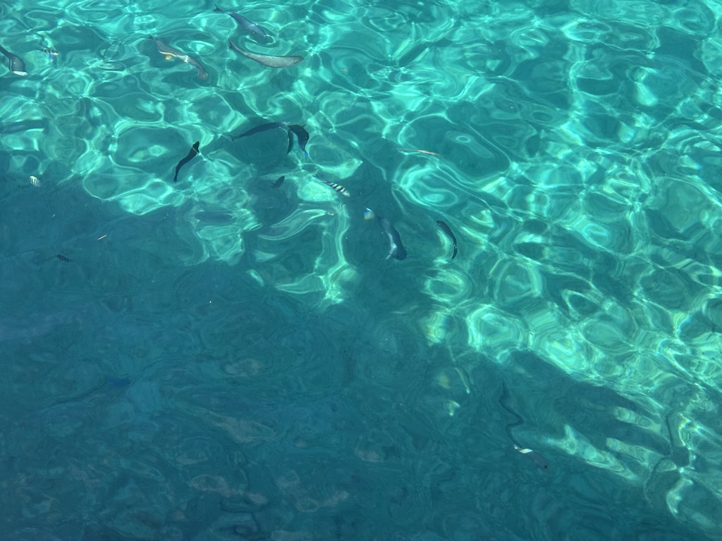 IMG_1503.jpeg