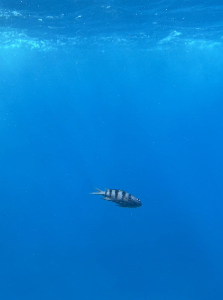 IMG_1505.jpeg